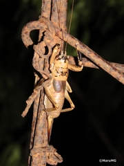 Nesoecia nigrispina