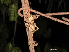 Nesoecia nigrispina