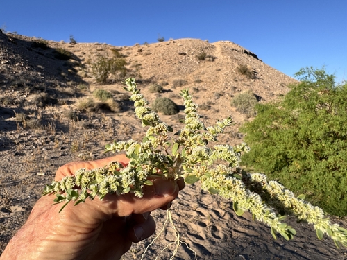 Frost Mat (Achyronychia cooperi)