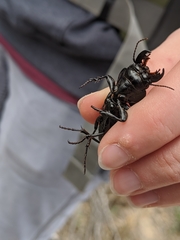 Pasimachus californicus