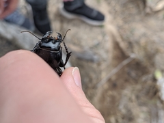 Pasimachus californicus
