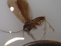 Dolophilodes distinctus