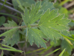 Ranunculus canus canus