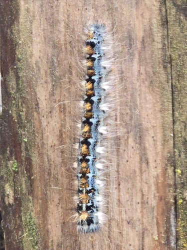 Pacific Tent Caterpillar photo 6