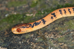 Pareas chinensis