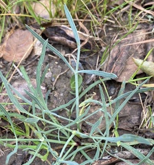 Perideridia kelloggii