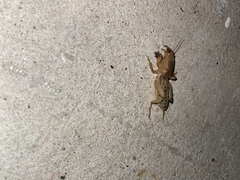 Neoscapteriscus abbreviatus