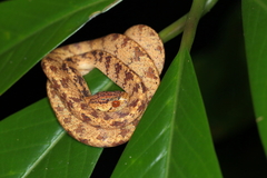 Pareas chinensis