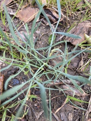 Perideridia kelloggii