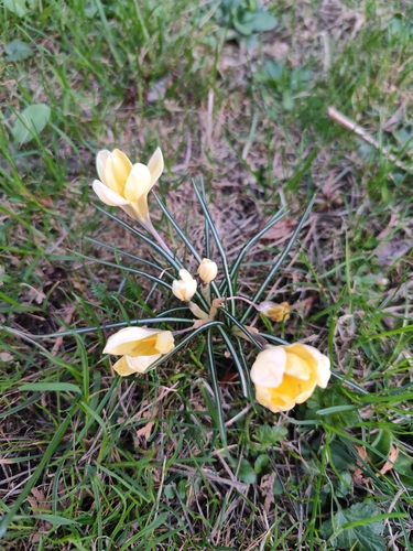 Crocus flavus