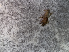 Neoscapteriscus abbreviatus