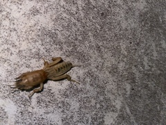 Neoscapteriscus abbreviatus