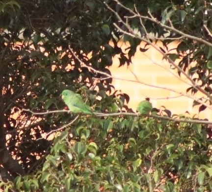 Spectacled Parrotlet (Forpus conspicillatus), photo 9