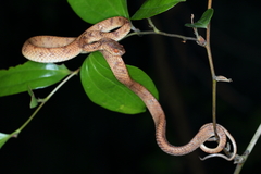 Pareas chinensis