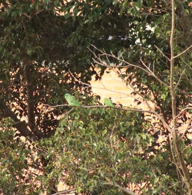 Spectacled Parrotlet (Forpus conspicillatus), photo 10