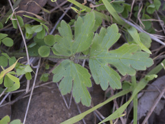 Ranunculus occidentalis occidentalis