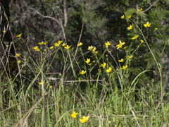 Ranunculus occidentalis occidentalis