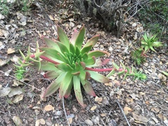 Dudleya candelabrum