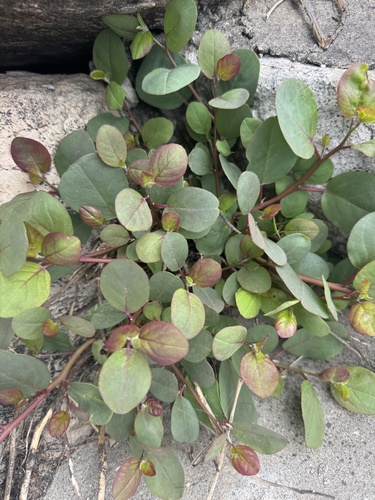 Rock Caper (Capparis orientalis)