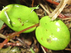 Cercis chinensis