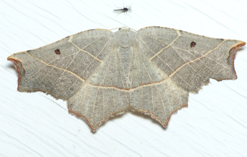 Pale Metanema Moth photo 4