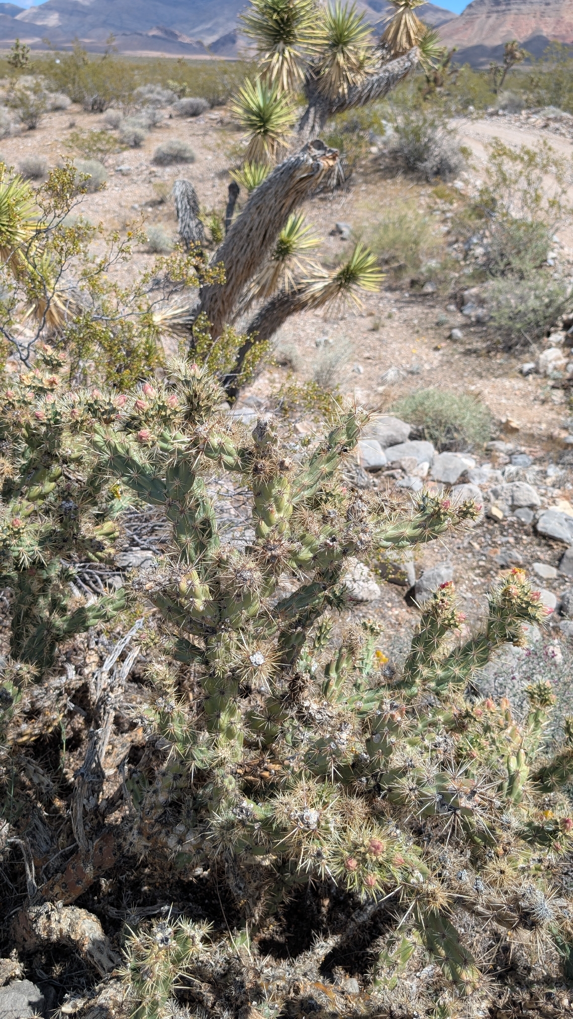 Kelvin Cholla (Cylindropuntia ×)