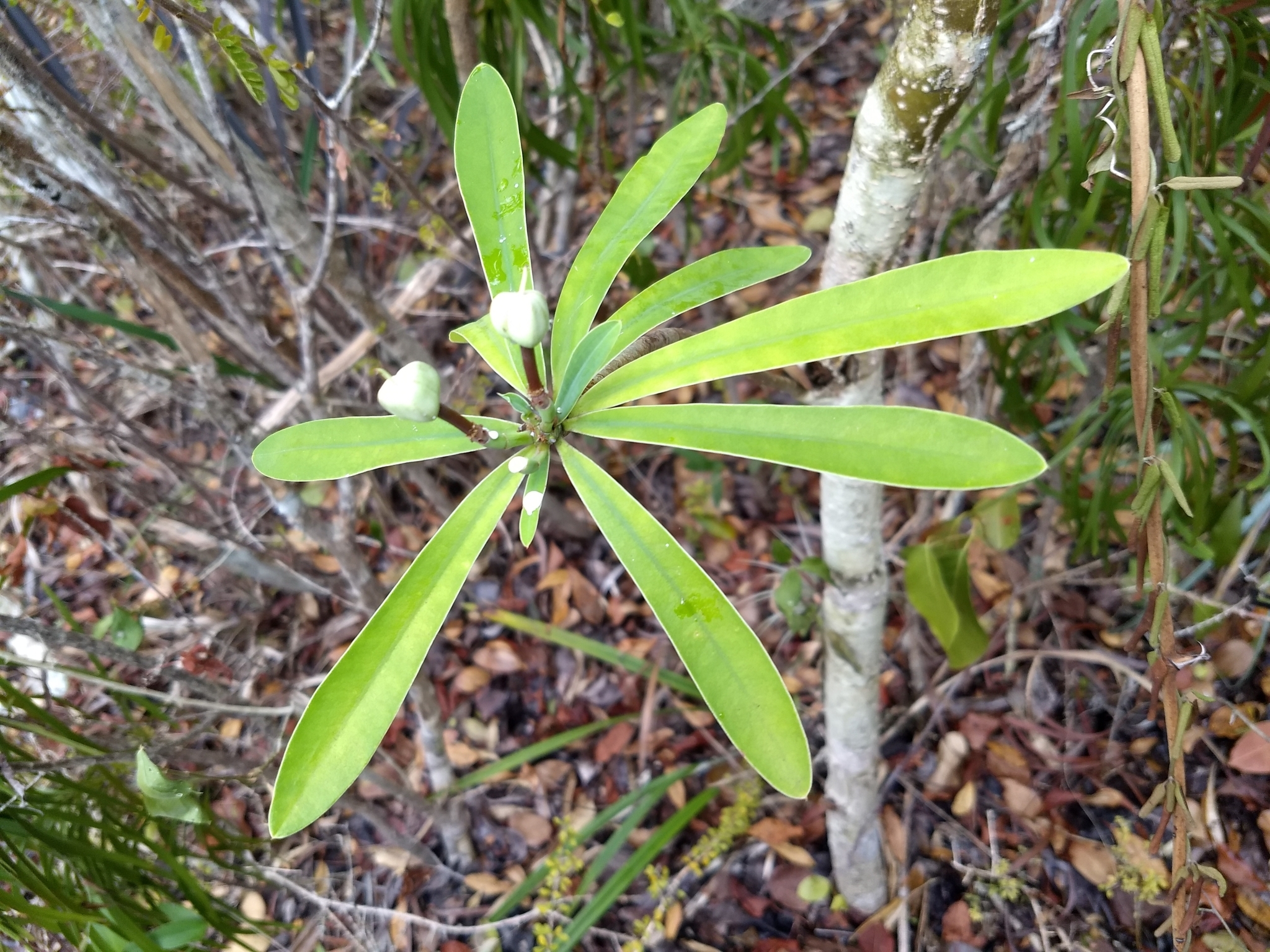 Euphorbia gymnonota