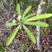 Euphorbia gymnonota - Photo (c) mikeakresh, algunos derechos reservados (CC BY-NC), subido por mikeakresh