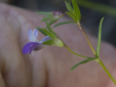 Collinsia sparsiflora collina