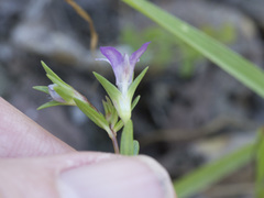 Collinsia sparsiflora collina