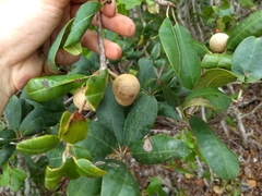 Manilkara jaimiqui emarginata