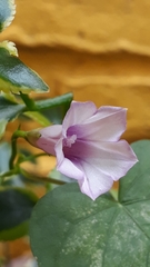 Ipomoea grandifolia