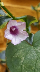 Ipomoea grandifolia