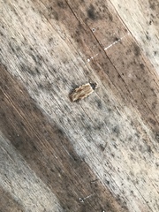 Agonopterix atrodorsella