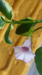 Ipomoea grandifolia