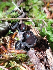 Pseudoplectania melaena