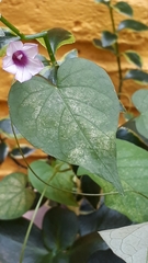 Ipomoea grandifolia