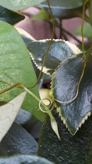 Ipomoea grandifolia