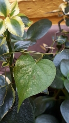 Ipomoea grandifolia