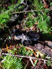 Pseudoplectania melaena