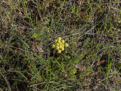 Lomatium utriculatum