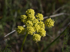 Lomatium utriculatum