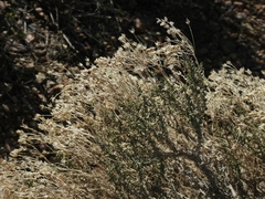 Ericameria cooperi cooperi