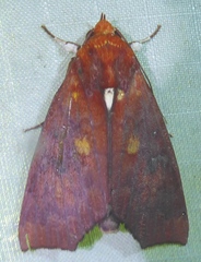 Rusicada leucolopha