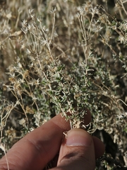 Ericameria cooperi cooperi