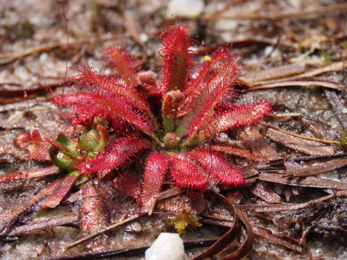 Drosera latifolia (Drosera latifolia)