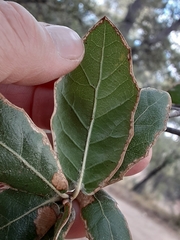 Quercus emoryi