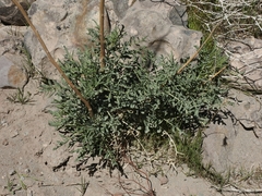 Stanleya pinnata pinnata