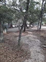 Quercus emoryi