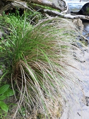 Carex litorosa